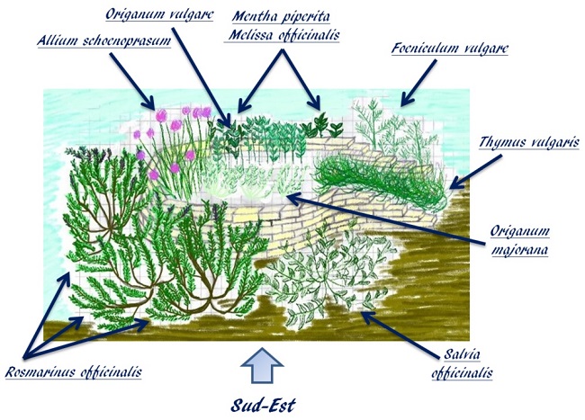 disegno dell'area aromatiche descritta