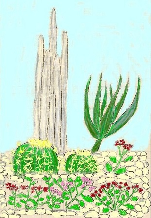 disegno di esempio di una piccola area a piante grasse