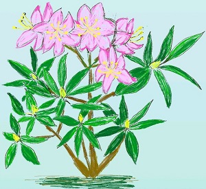 disegno di una magnolia soulangeana rosa in fiore 