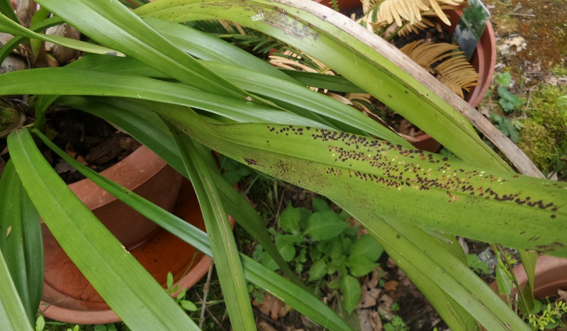 foglie malate di Cymbidium