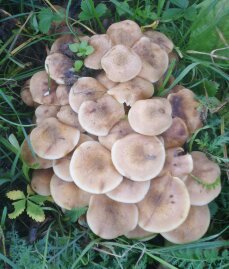 funghi chiodini