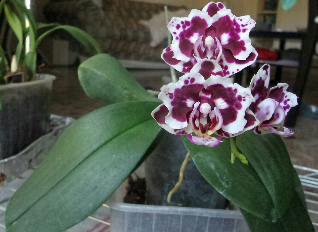 phalenopsis con fiore frastagliato