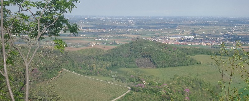 foto dei colli Berici dal monte dietro Mossano, tra i cespugli si distinguono le nuvolette rosa che sono l'albero di Giuda
