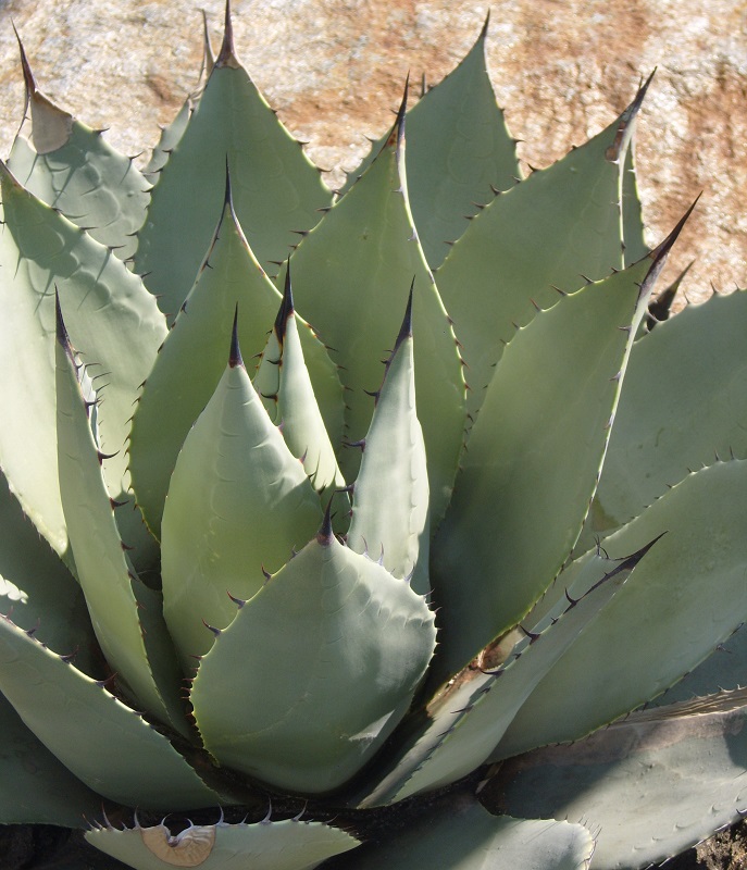 immagine di un'agave