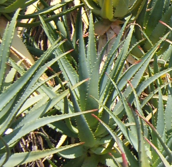 immagine di un'aloe vera