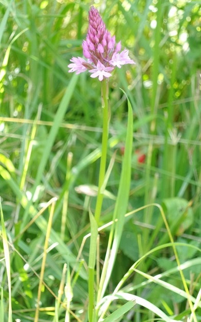 immagine pianta trovata