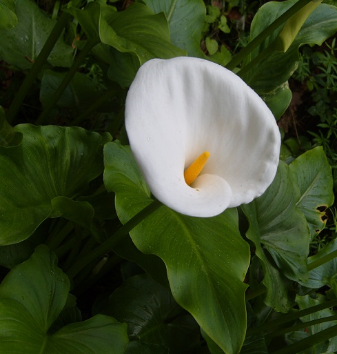 particolare del fiore di calla