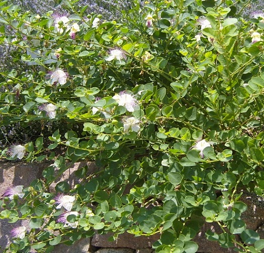 immagine pianta trovata