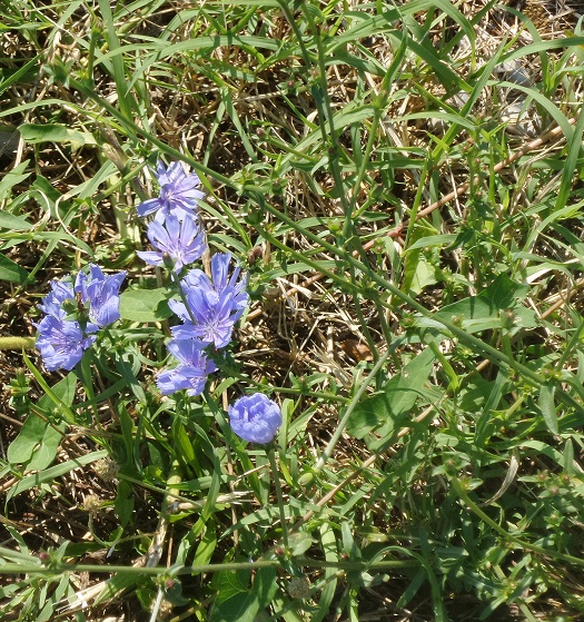 immagine pianta trovata