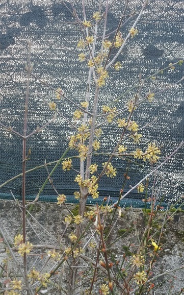 immagine pianta trovata