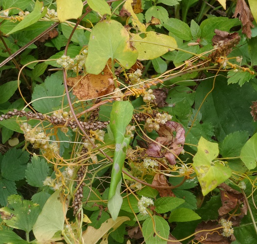 Una pianta di cuscuta avvinghiata ad una pianta di plantago maior.