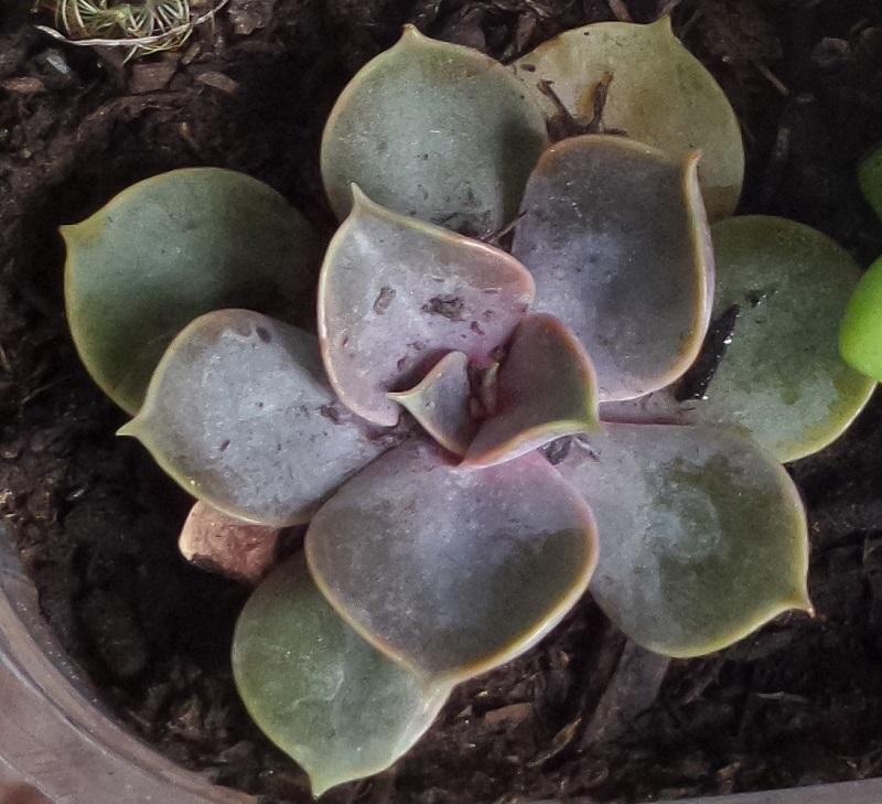 immagine di un'echeveria