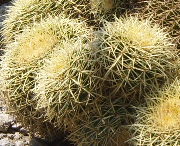immagine di un gruppo di Echinocactus grusonii