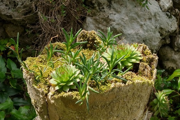 foto di un giardino roccioso