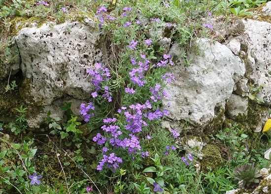 foto di aubrietia su muretto di rocce