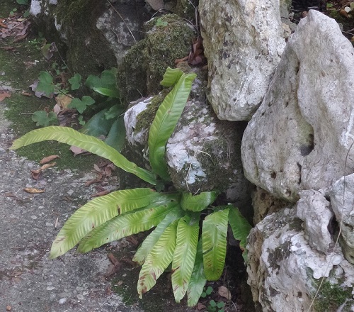 foto di phyllitis tra le rocce