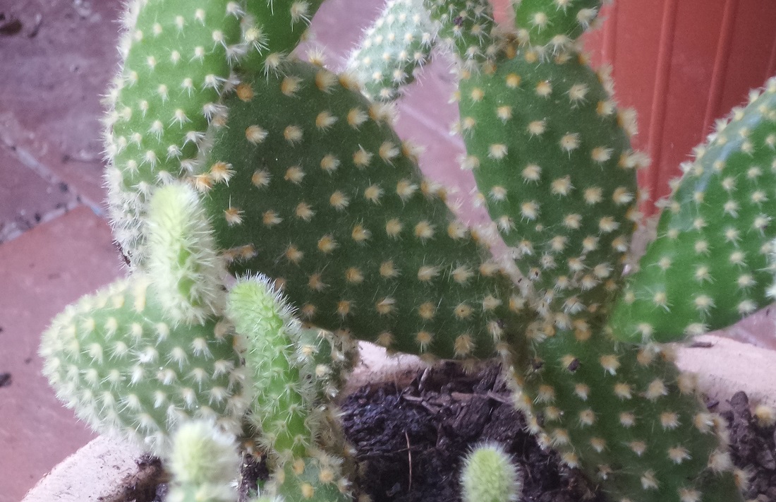 foto di un'opuntia microdasys a spine gialle, sulle nuove pale si notano tra le spine le piccolissime foglie.