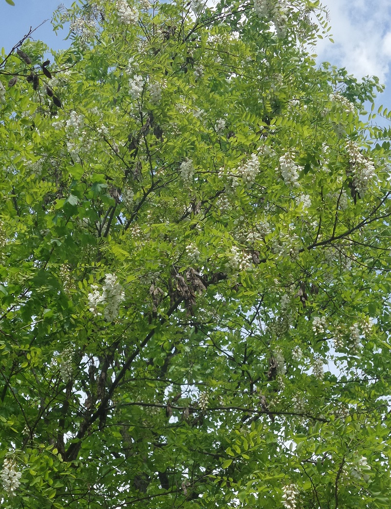 immagine pianta trovata