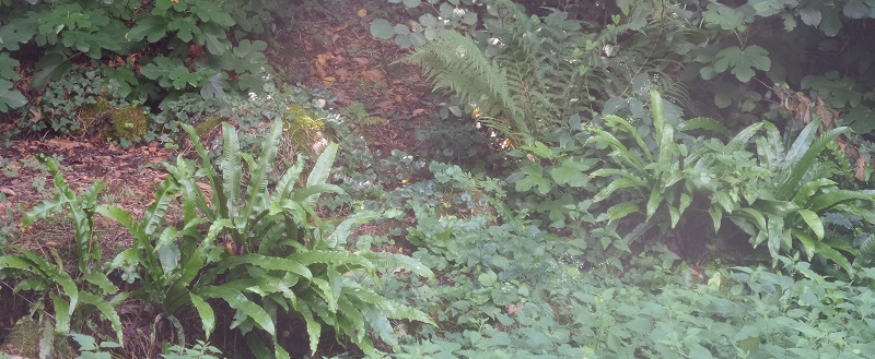 foto di un sottobosco di felci