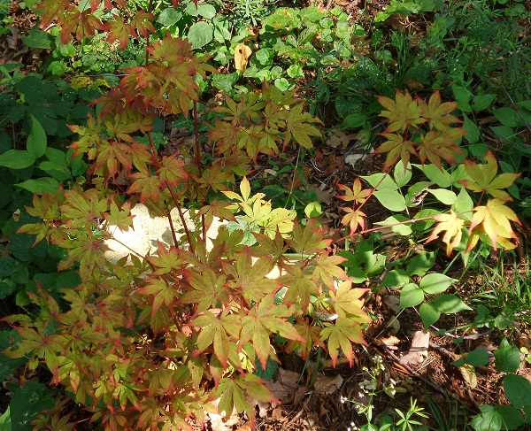 foto di un acero palmatum nel sottobosco