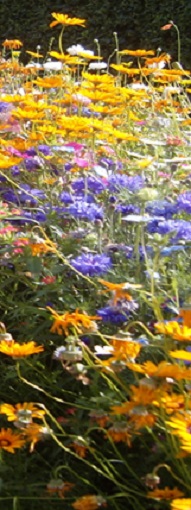 immagine decorativa: rappresenta un campo fiorito illuminato dai caldi raggi del sole
